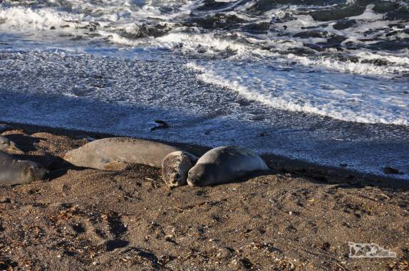 Hoje não apareceram orcas e os elefantes marinhos estavam tranquilos em praia no norte da Península Valdés, no litoral da  patagônia argentina